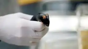 Uzay Fareleri Kemik Kaybını Ortaya Çıkardı!