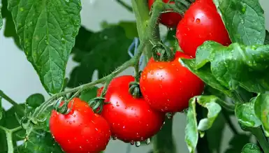 Milyonlarca Yıl Sonra: Domateslerde Atalara Dönüş!