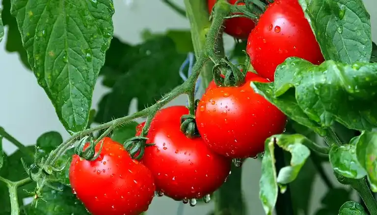 Milyonlarca Yıl Sonra: Domateslerde Atalara Dönüş!